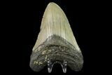 Fossil Megalodon Tooth - North Carolina #129961-2
